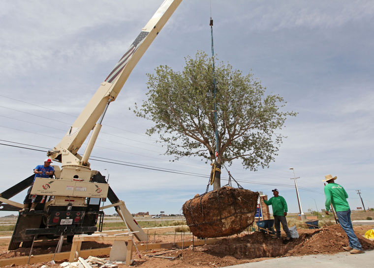 Boom Truck plants 12,000 pound live Oak in Memory of Chris Kyle